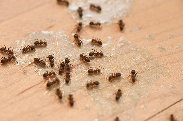 Best Emergency Pest Control  in Gold Key Lake, PA